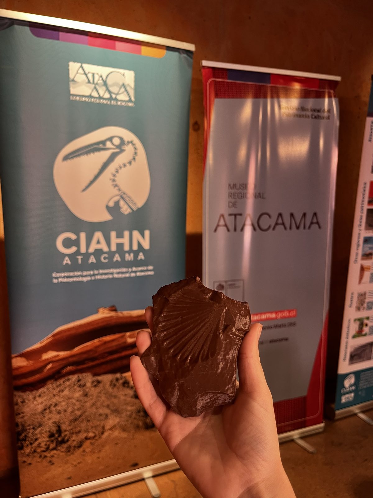 Mano sostiene la réplica de un fósil frente a los pendones de CIAHN Atacama y del Museo Regional de Atacama