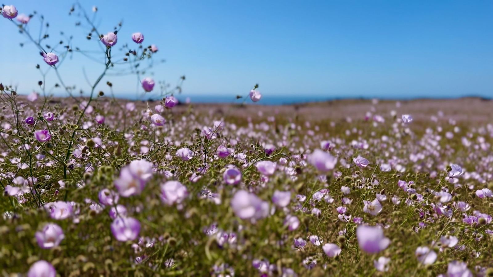 Flores del Desierto Florido en Totoral
